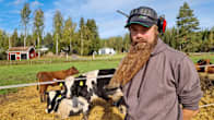 En bonde står bland sina kor.