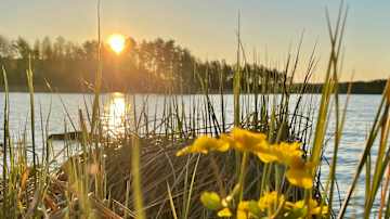 Kaunis auringonlasku järven rannalla, auringonsäteet heijastuvat veden pinnasta, etualalla kukkii keltaisia kukkia rantakaislikossa.