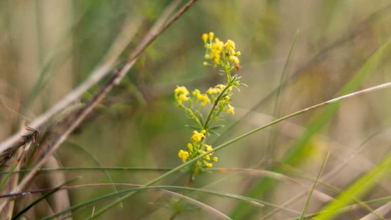 Gulmåra, en liten gul blomma växer omgiven av gräs och kvistar, fångad i naturligt mjukt ljus.