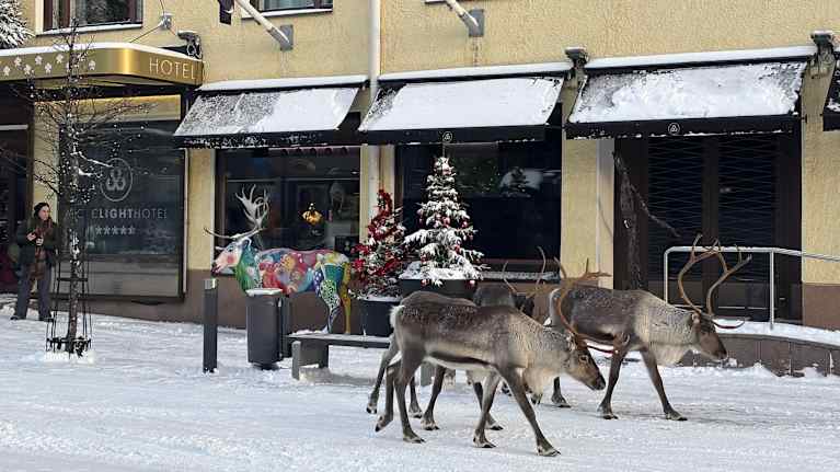 Neljä poroa kävelee Arctic Light Hotelin edessä Rovaniemen keskustassa. Turisti katselee.