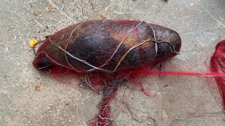 Dead Saimaa Norse Kuutti, or chick, in a fishing net. Photo of Metsähallitus on 20 September 2023. Photo: Metsähallitus