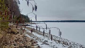 Siitepölynorkot roikkuvat koivusta, vaikka samaan aikaan järvi on jäässä ja rannalla on hieman lunta.
