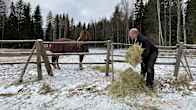 Mies heittää hevoselle heinää. Lunta maassa. 
