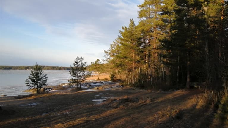 Lumeton talvinen metsä Lappeenrannassa Saimaan rannalla.