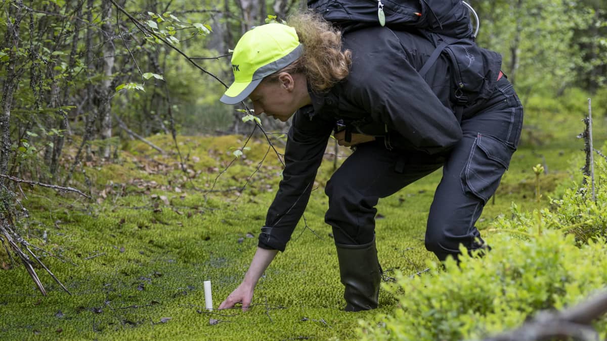 Tutkija Liisa Maanavilja niiaa saappaat jalassa sammaloituneessa ojassa ja tutkii valkoista muoviputkea, joka törröttää sammalesta ylös. 