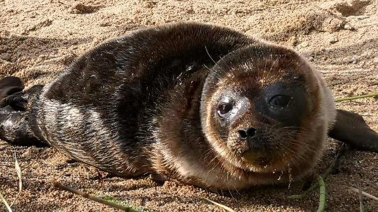Saimaannorpan kuutti hiekalla
