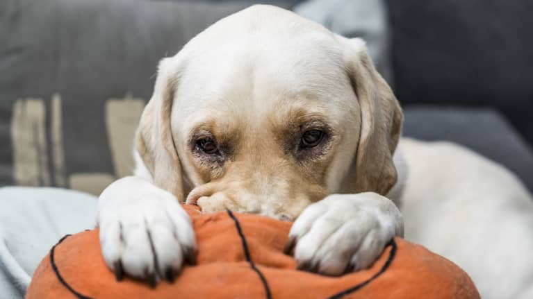 Arife Heino ja Ruffe-koira.