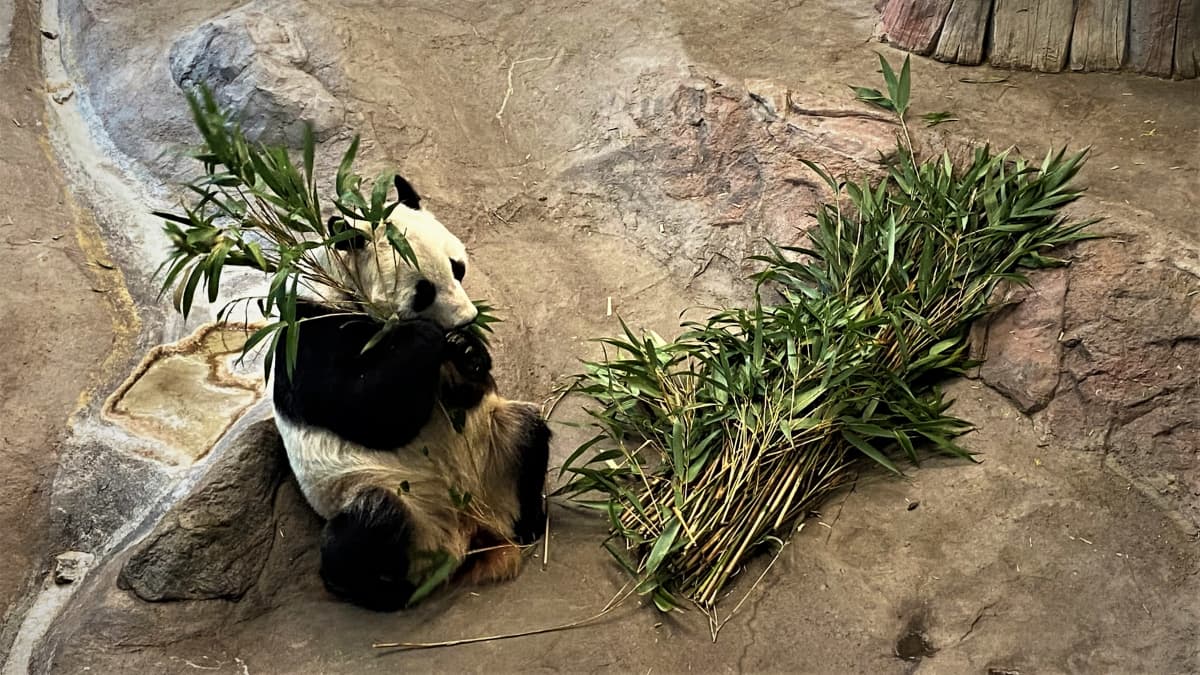 Panda syö bambua Ähtärin pandatalossa