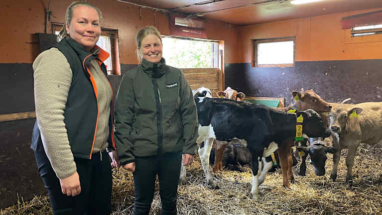 Två kvinnor står i en ladugård med flera kalvar 