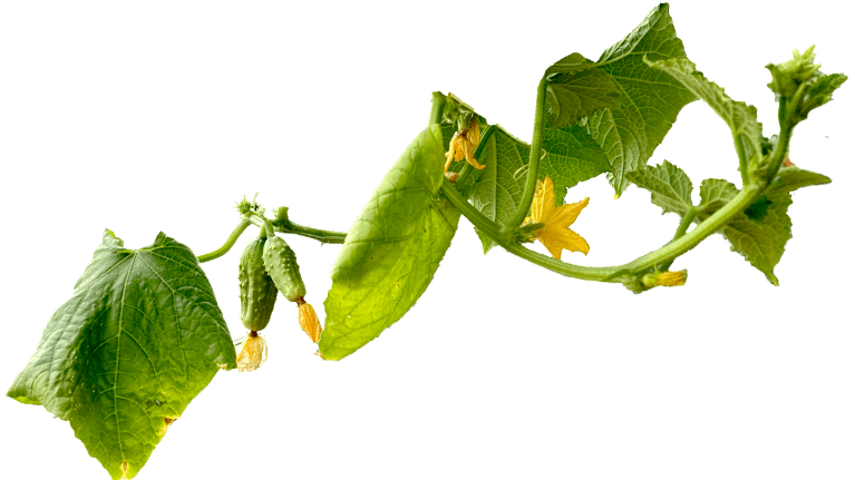 A large-leaf vine has two small cucumbers.