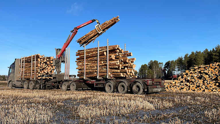 En lastbil lastar timmer i en solig landsbygdsmiljö.