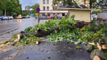Photo shows a tree which fell onto a street in the Töölö area of Helsinki on Wednesday morning.