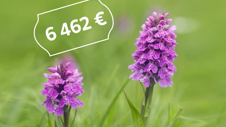 May palm and its price: 6462 euros.