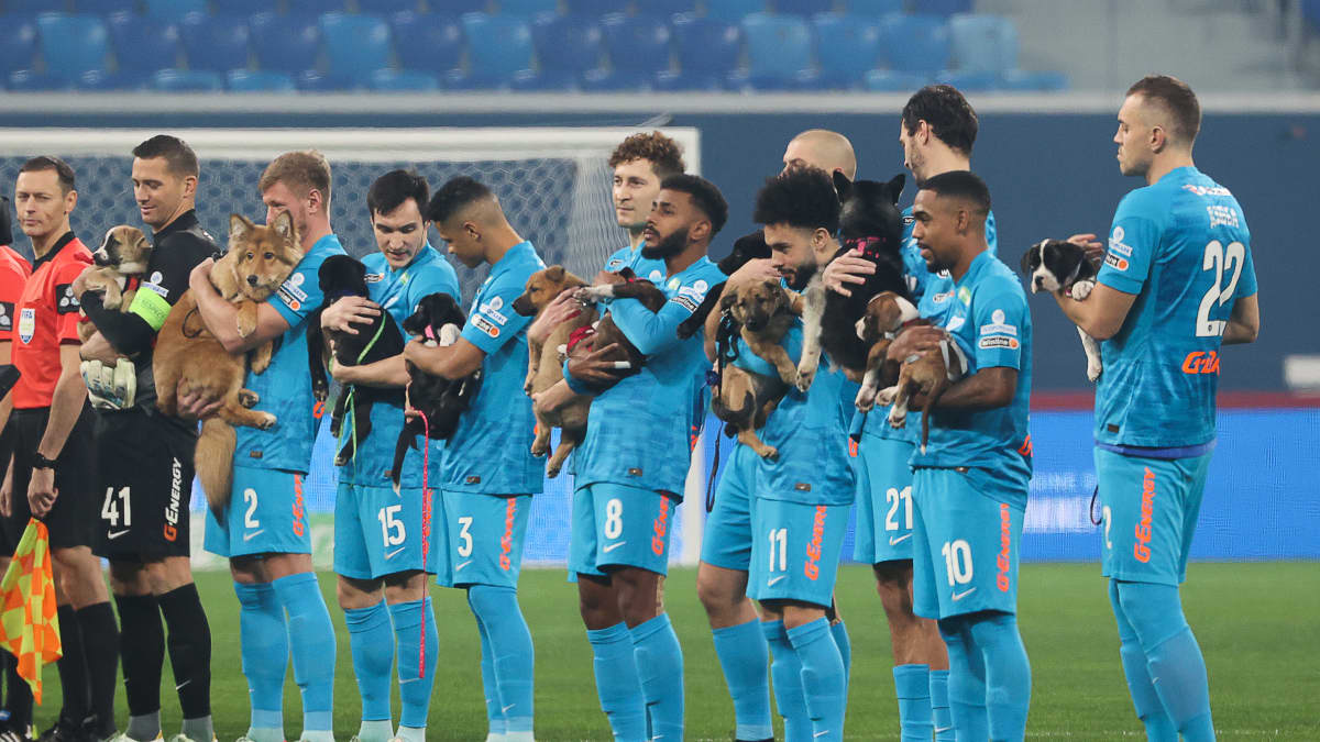 FC Zenitin jalkapalloilijat kantoivat kentälle sylissään koiria, joille haettiin isäntäperheitä. Hieno ele venäläiseltä jalkapalloseuralta. 