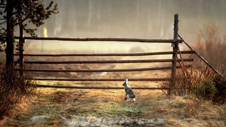 Hannu Hautalan luontokuva jäniksestä aidan edessä.