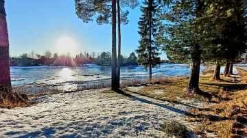 Aurinkoinen sää Kyrönjoen rannalla. Lunta ja ruohikkoa,  mäntyjä. 