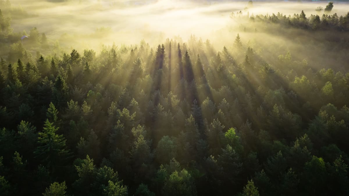 Finnish forests, shot from above, with the sun peeking through the clouds. 