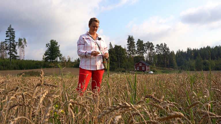 Jordbrukare Linda Forsström på en veteåker.  