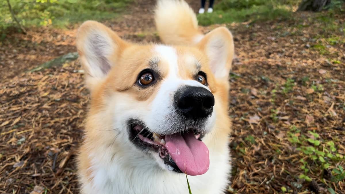 Corgi katsoo yläviistoon.