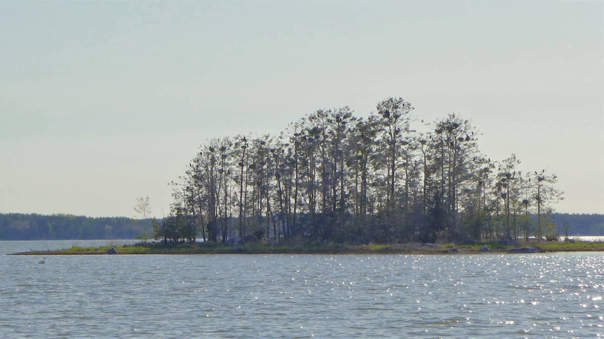 Saaressa näkyy merimetsoja pesimässä.