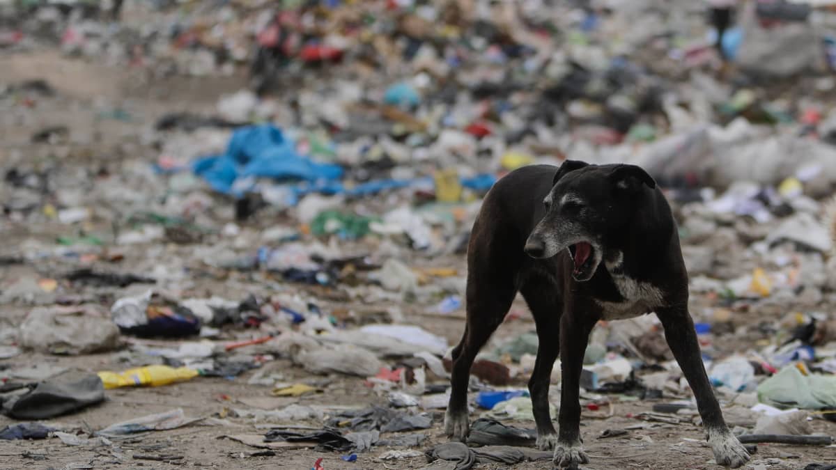 Koira kaatopaikalla Lujanissa, Argentiinassa. Arviolta noin puolet ruokajätteestä on syömiskelpoista ja puolet syömäkelvotonta, kuten kuoria ja luita.