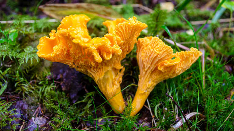 Kaksi kantarellia metsässä