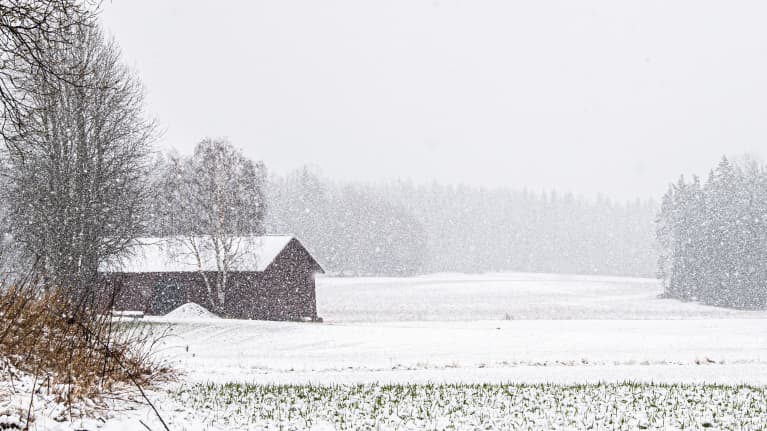Kraftigt snöfall över åker med röd lada.