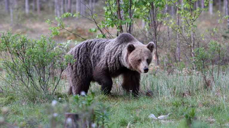Djur som går i ide | Kunskap | Svenska Yle