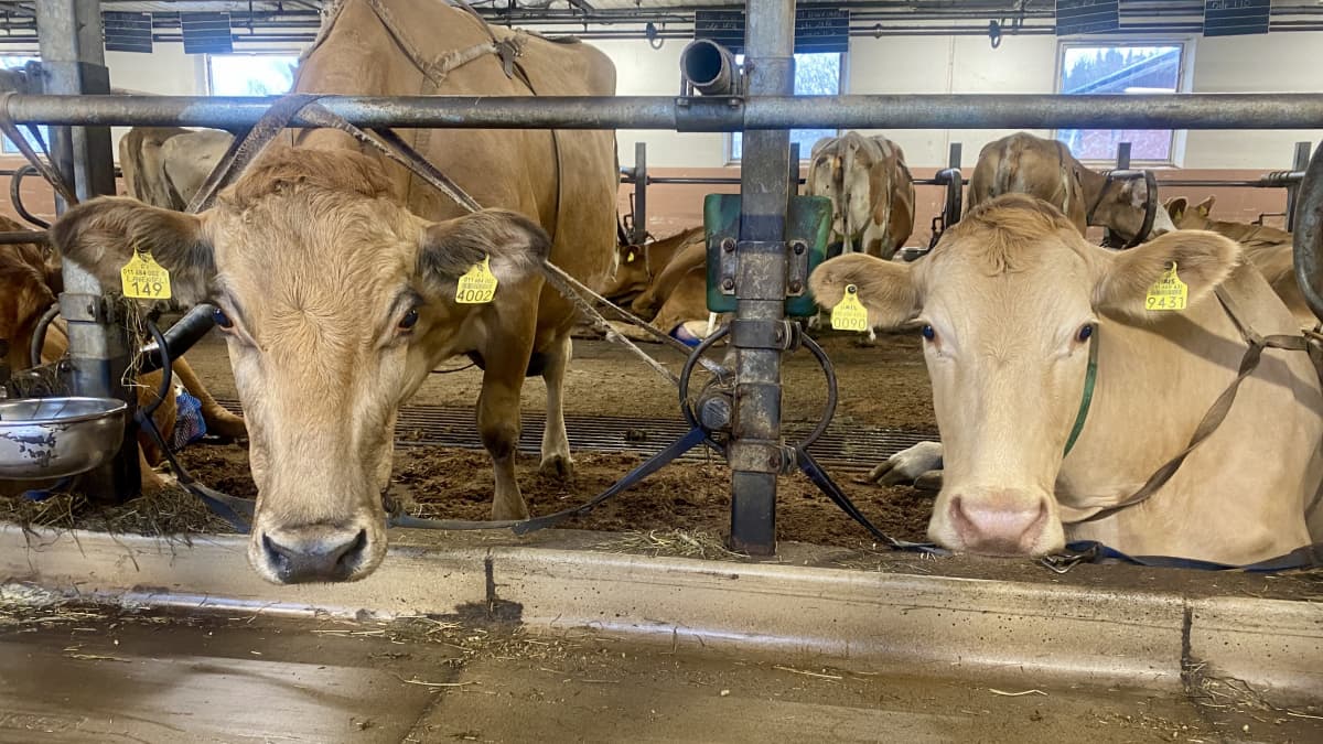 Kaksi lehmää katsoo kameraa.
