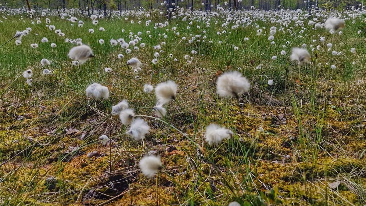 Tupasvilla kukkii. Suomaisemaa. 