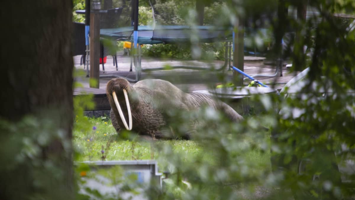 Kymenlaaksossa jo aiemmin tavattu mursu makoili pihalla Kotkassa tiistaina. Mursu on ryöminyt pihaan 150 metrin matkan maata pitkin talon pation viereen
