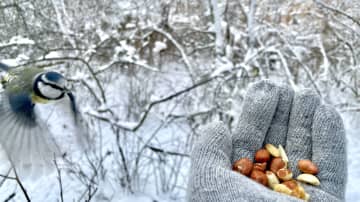 Sinitiainen lennähtämässä kädelle syömään pähkinöitä. 