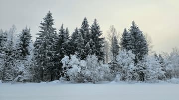 Luminen metsämaisema.