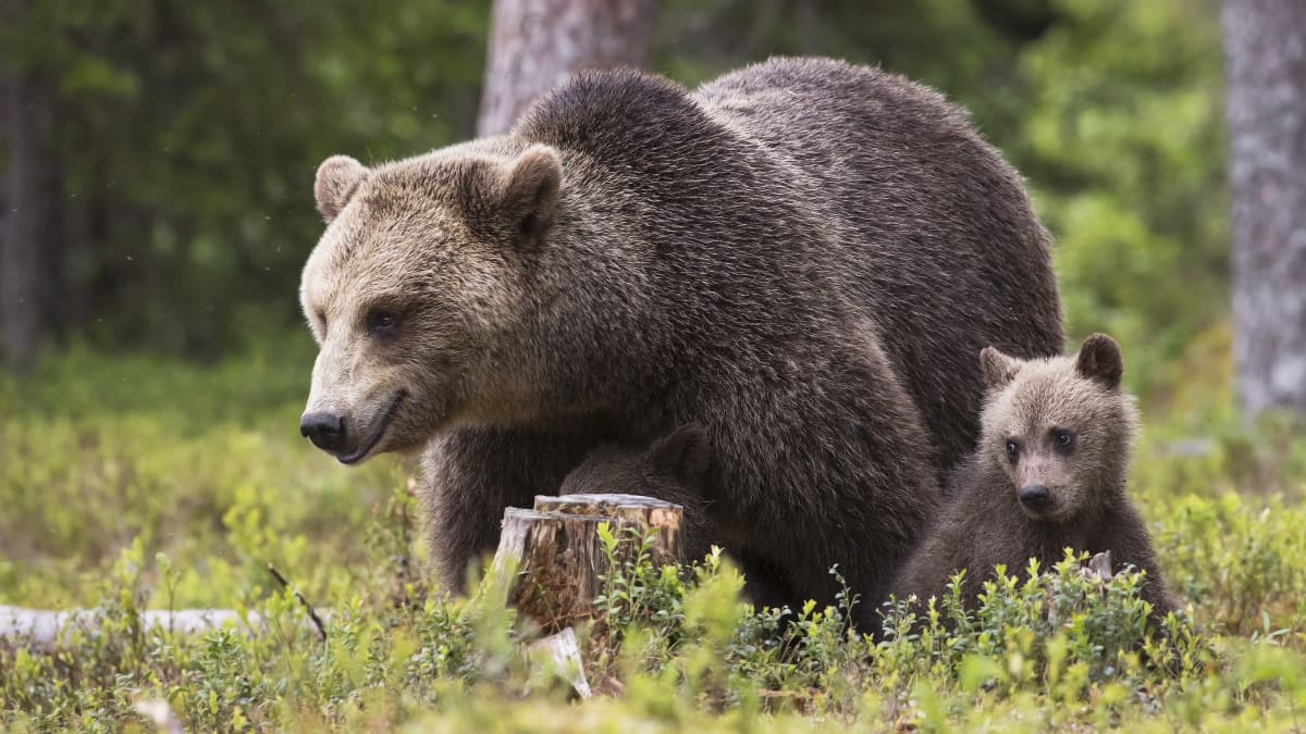 Mother bear and a cub in the forest.