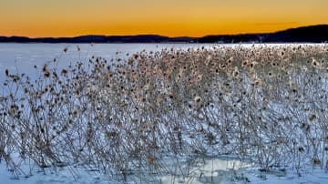 Aamun sarastus meren äärellä. Luminen maisema, heinänkorret rannalla. 