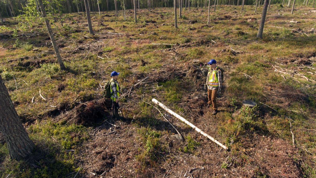 Kaksi ihmistä seisoo hakkuuaukealla.