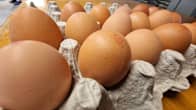 Ägg i en äggkartong på ett bord.
