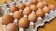 Ägg i packeriet på Kuorttinens ekologiska hönsgård.