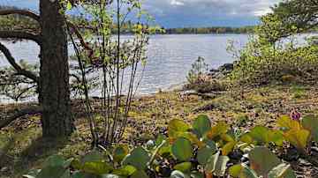 Keväinen järvimaisema, jossa vehreät kasvit ja havupuut reunustavat rantaa. 