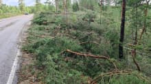 Kaatuneita ja tieltä raivattuja puita metsässä Mäntyharjuntien varressa Jaalassa.