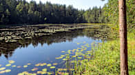 träsk