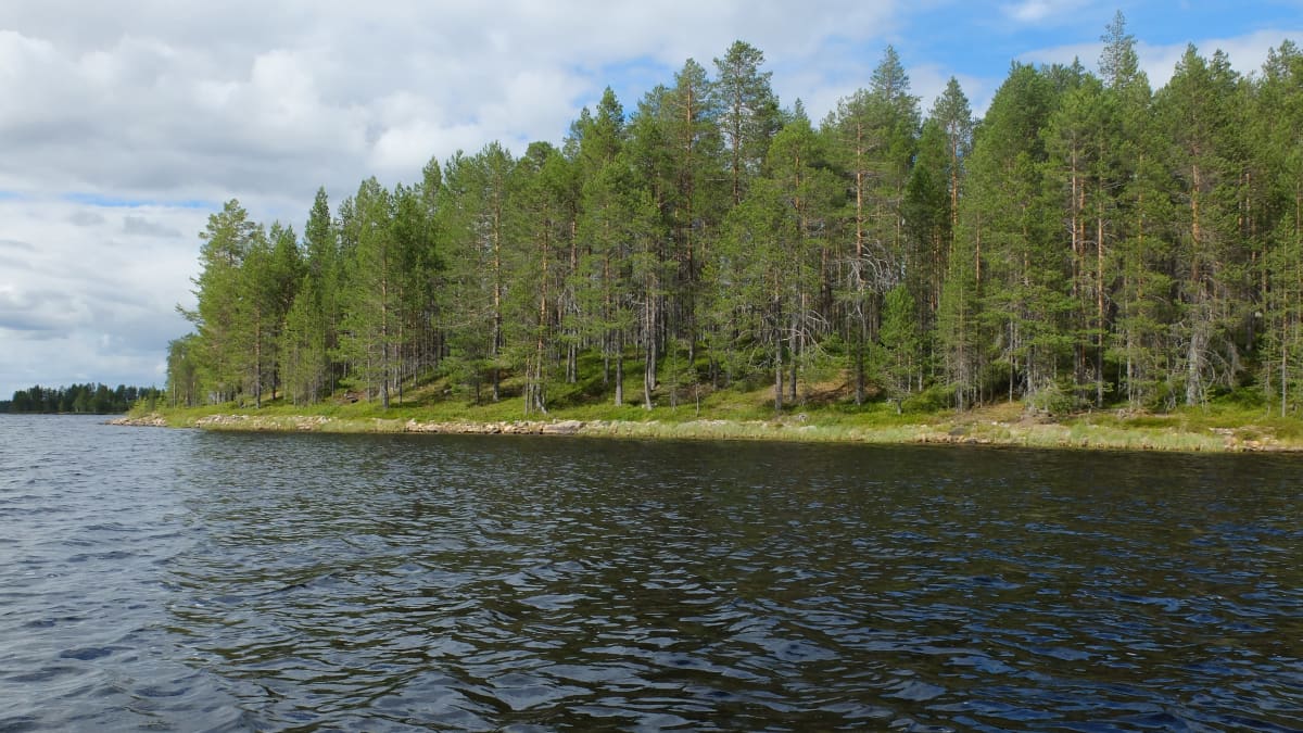 Kesäistä järvi- ja rantamaisemaa kuvattuna järveltä päin.