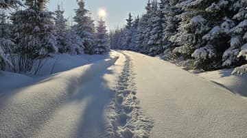 Aurinkoinen talvipäivä. Lumiset kuuset ja luminen metsäautotie,jossa kävelijän jäljet hangessa. 