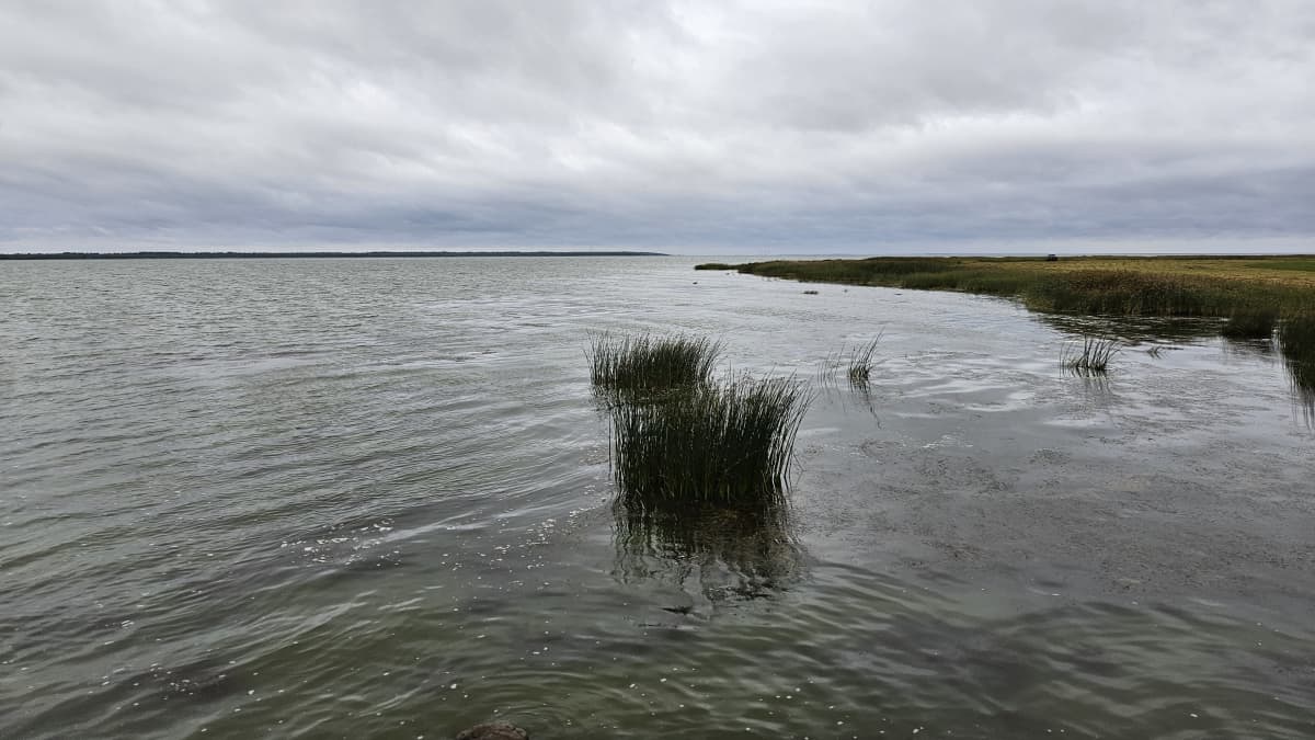 Harmaa elokuinen aamu Hailuodossa. Merimaisemaa. 