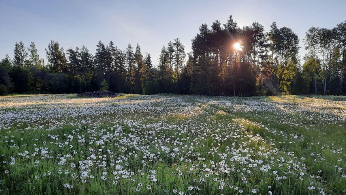 Voikukkapelto, kukat jo siemenvaiheessa. Aurinko paistaa metsän takaa. 