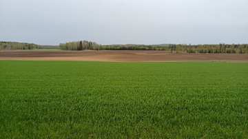 Keväistä maalaismaisemaa, jossa etualalla vihertävää peltoa ja taustalla ruskeita, muokattuja peltoja sekä metsää.