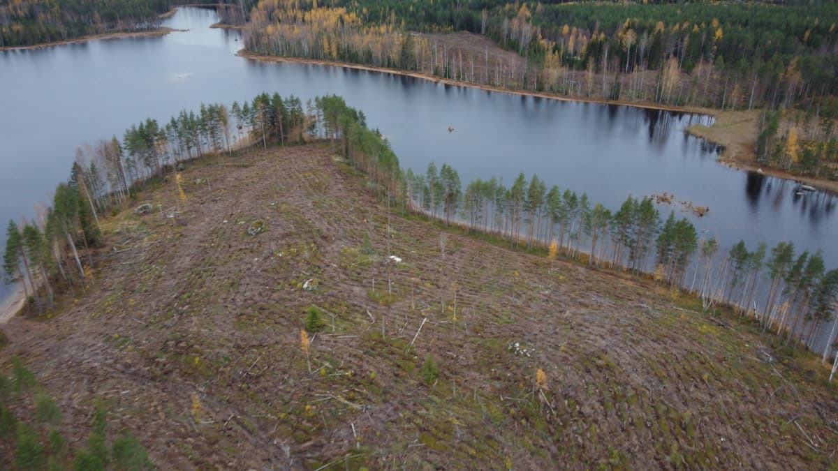 Avohakkuualue.