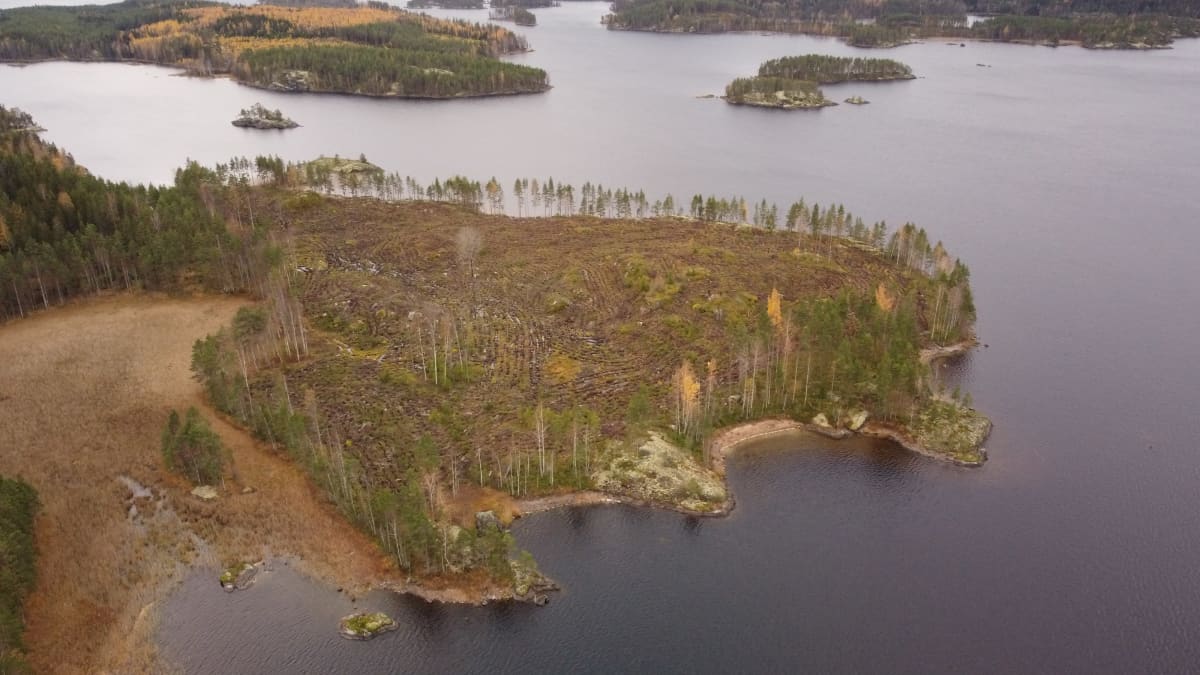 Avohakkuualue.