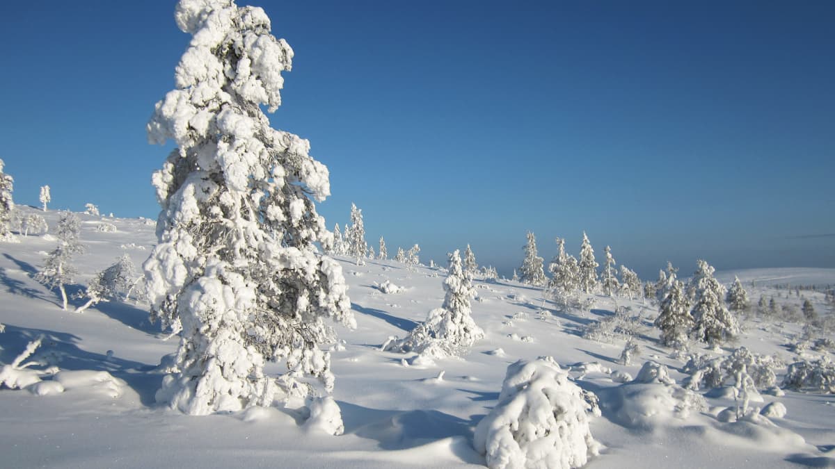 Tykkylumisia puita Urho Kekkosen kansallispuistossa.