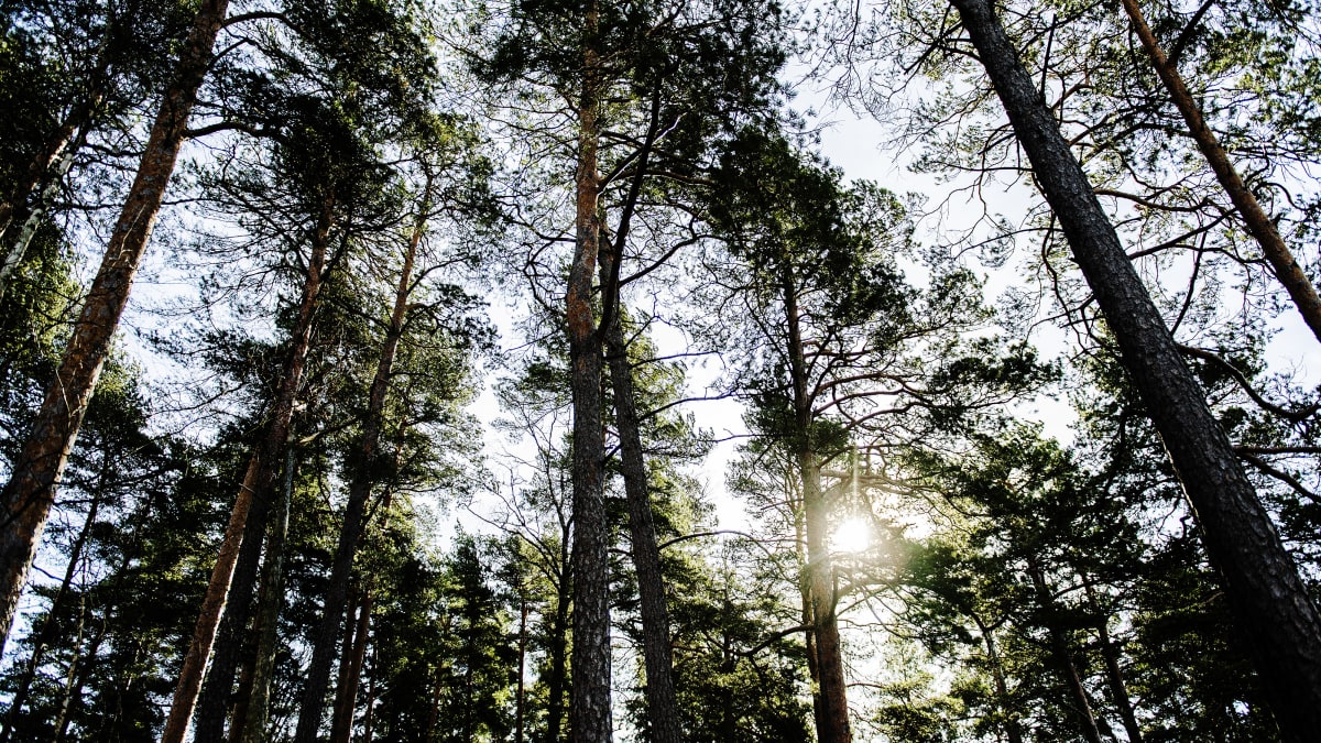 Kuvassa on aurinkoinen mäntymetsä.